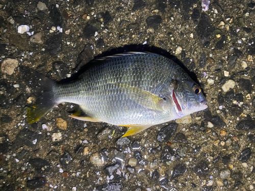 キビレの釣果