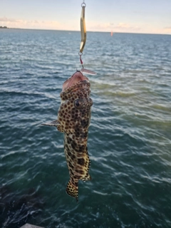イシミーバイの釣果