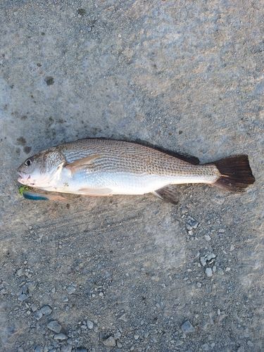 シログチの釣果