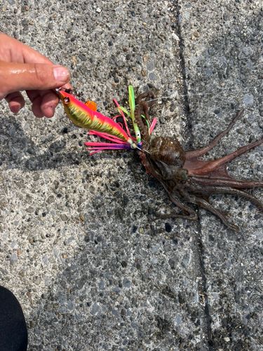 タコの釣果