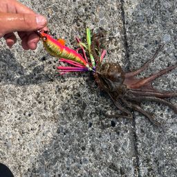 タコ