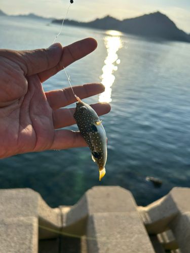 クサフグの釣果