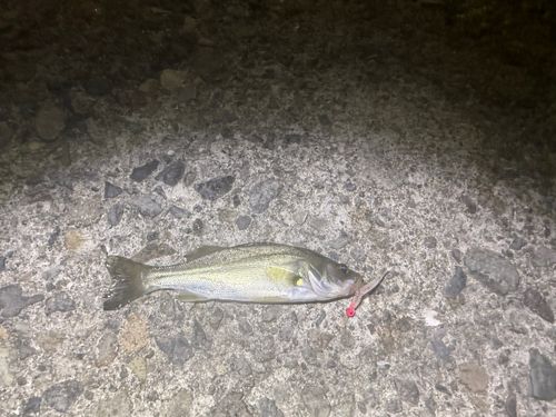 マアジの釣果