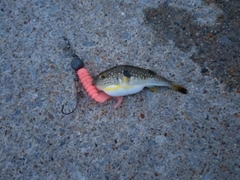 釣果