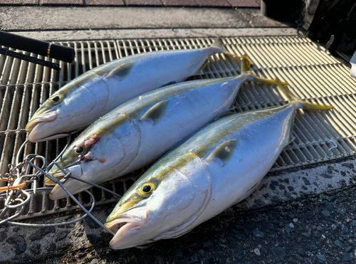 ハマチの釣果