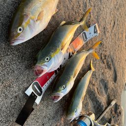 ショゴ