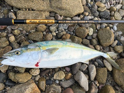ヤズの釣果