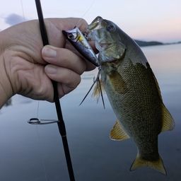 スモールマウスバス