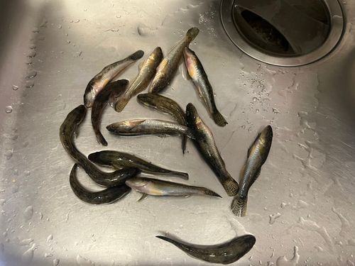 ハゼの釣果