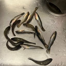 ハゼ