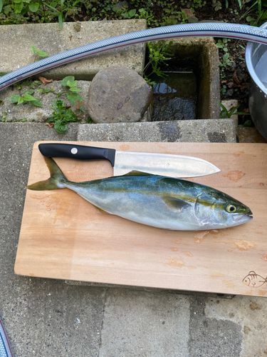 ヤズの釣果