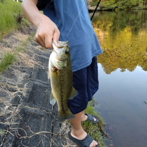 ブラックバスの釣果