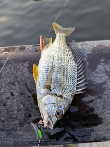 キビレの釣果