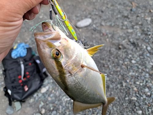 ショゴの釣果