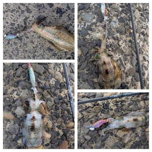 アオリイカの釣果