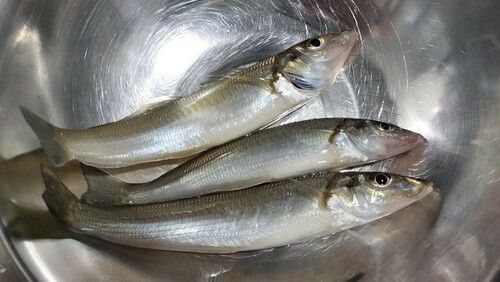 シロギスの釣果