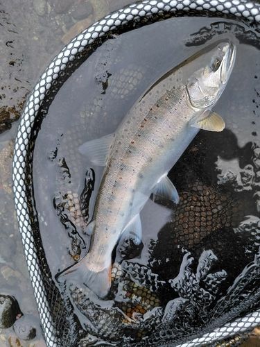 アマゴの釣果