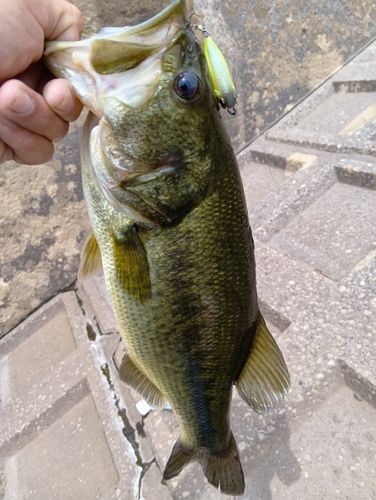 ラージマウスバスの釣果