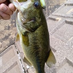 ラージマウスバス