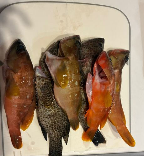 オオモンハタの釣果