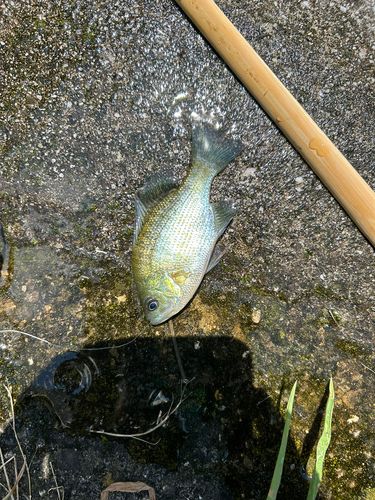 ブルーギルの釣果