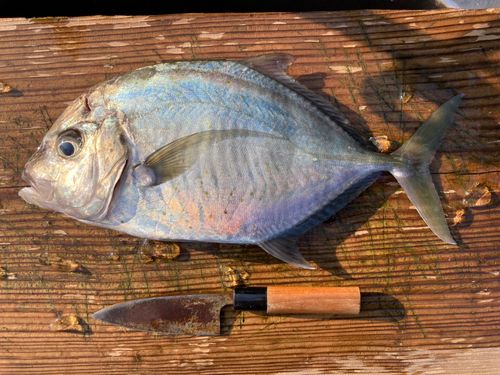 マルヒラアジの釣果