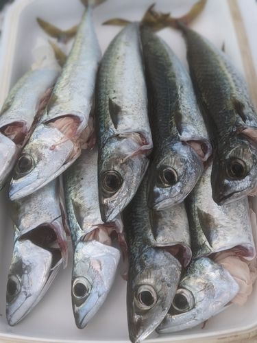 マサバの釣果