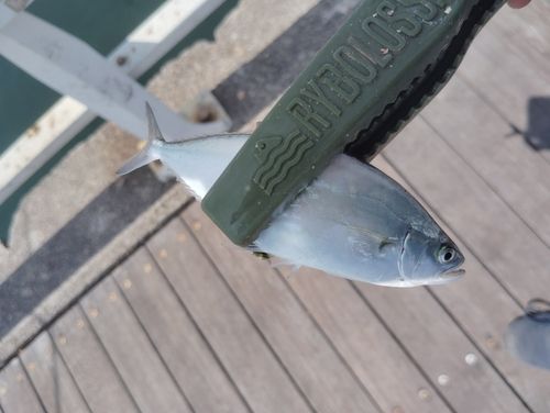 イケカツオの釣果