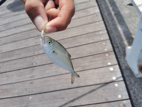 イケカツオの釣果
