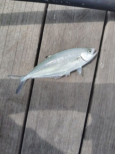 イケカツオの釣果