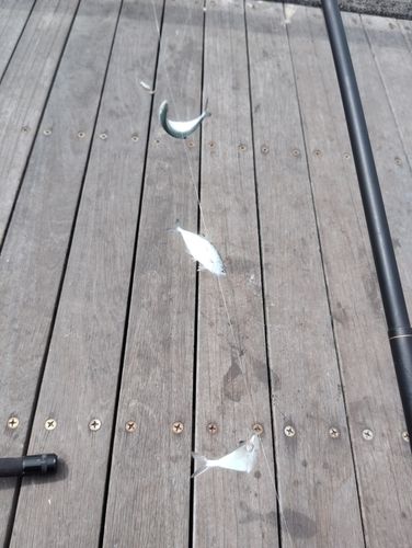 イケカツオの釣果
