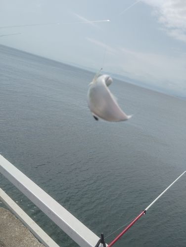 イケカツオの釣果