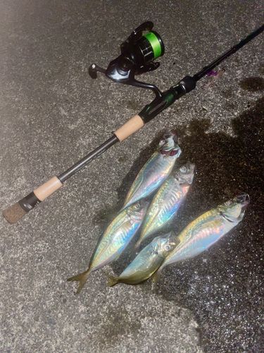 アジの釣果