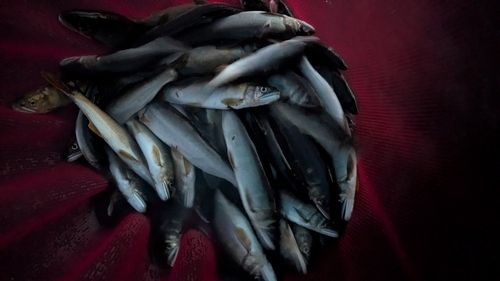 アユの釣果