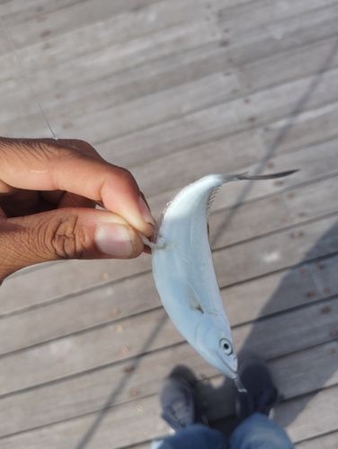 イケカツオの釣果
