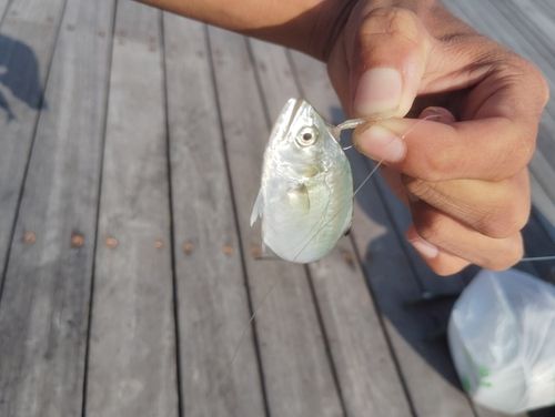イケカツオの釣果