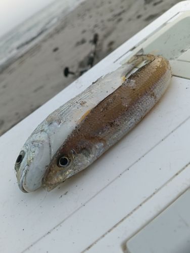 キスの釣果