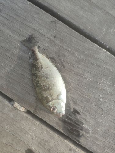 アイゴの釣果