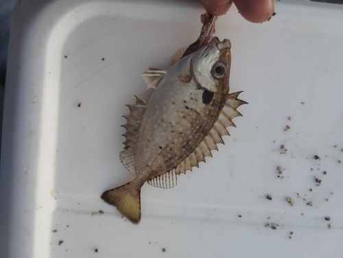 アイゴの釣果