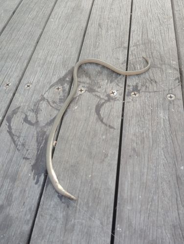 ダイナンウミヘビの釣果