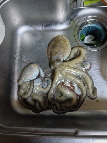 タコの釣果