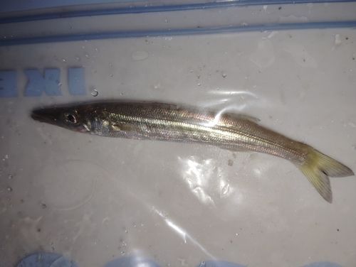 カマスの釣果