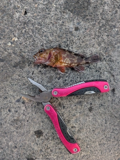 カサゴの釣果