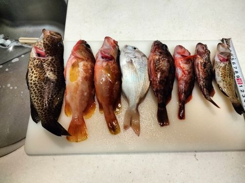 アカハタの釣果