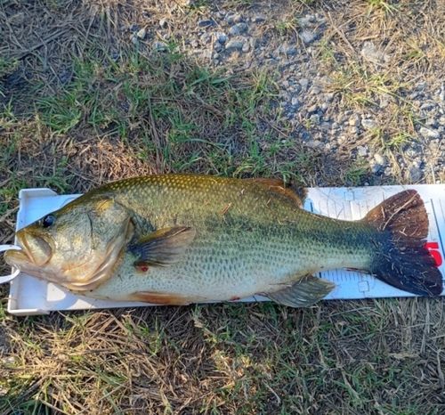 ラージマウスバスの釣果