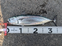 ソウダガツオの釣果