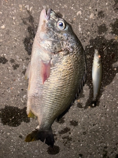 キビレの釣果