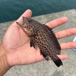 オオモンハタ