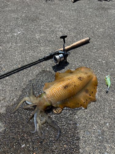 アオリイカの釣果