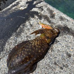 アオリイカ